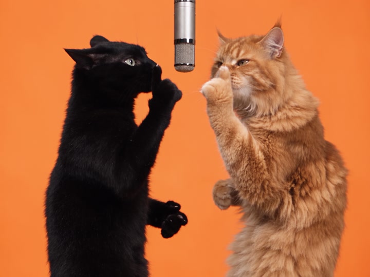 Still from the original TikTok post by @therealmeowfia