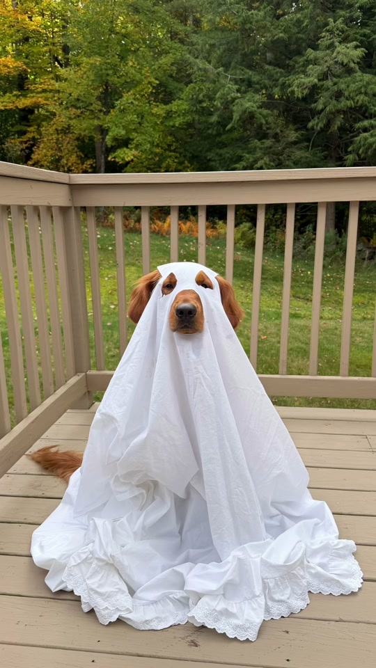 Still from the original TikTok post by @goldenboyreign